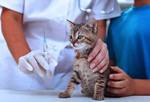 В Рыбинске проведут бесплатную вакцинацию домашних животных